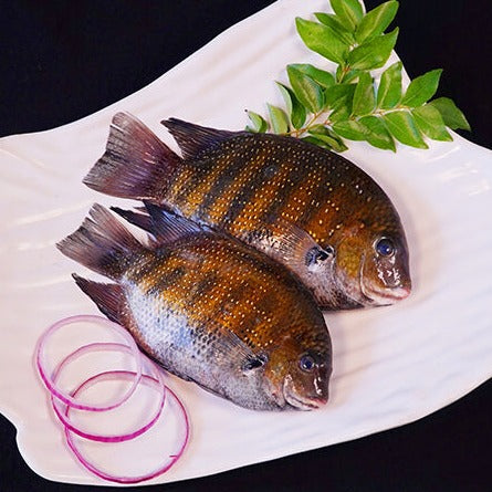 Fresh River Kalundar Fish