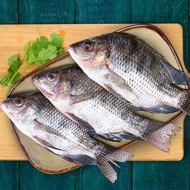 Fresh Tilapia Fish