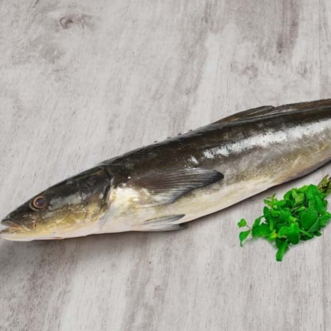 Fresh Goan Modso Fish (Lemon Fish)