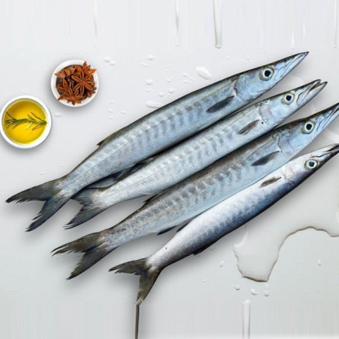 Images Of Barracuda Fish Nature On The Edge Of New York City: A Little