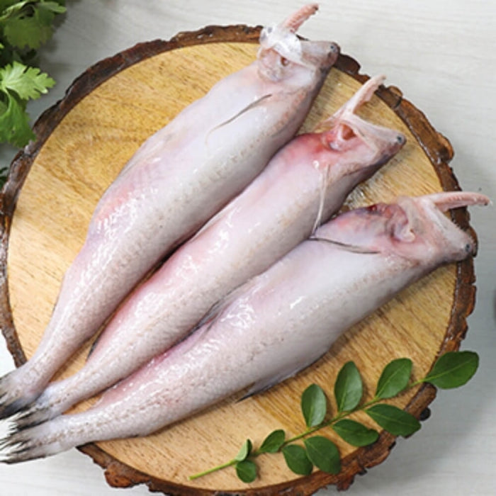 Buy Fresh Bombay Duck Fish Nearby | Fresh Fish Market Goa – Nuste.in