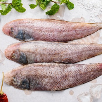 Buy Goan Lepo Fish | Sole/Tounge Fish | Best Seafood Seller – Nuste.in