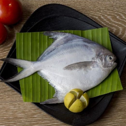 White Big Size Pomfret fish
